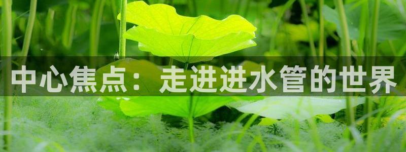 球盟会qm