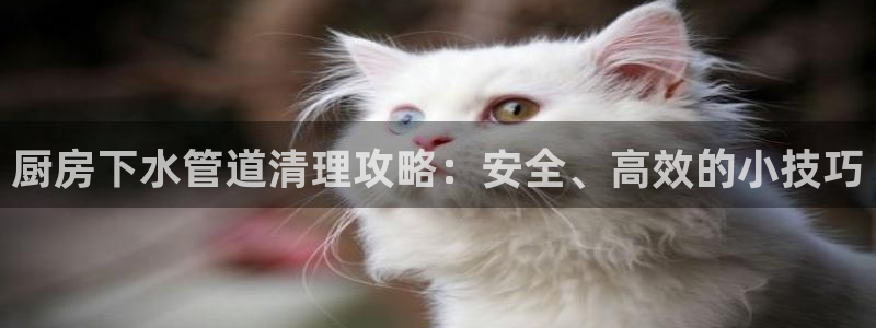 球盟会地址