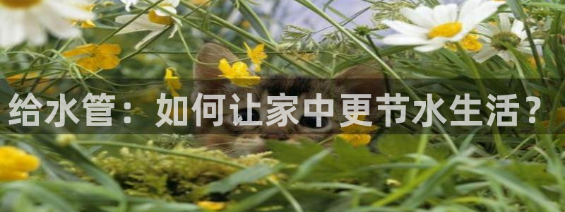 球盟会app最新地址在哪找