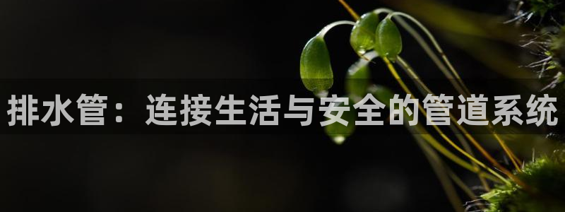 球盟会qm9